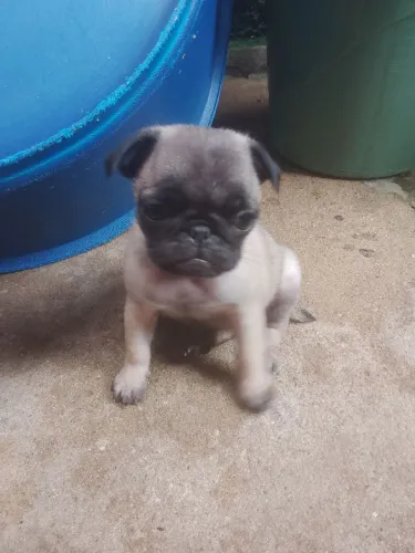 Cachorros filhote de pug