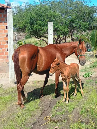 Besta parida primeira cria bem iniciada no campo pra quem gosta de coisa extra