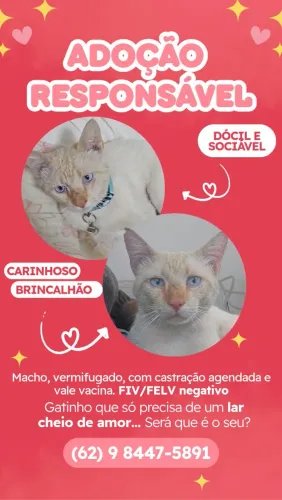 Adoção responsável gato macho