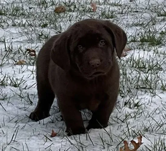 Labrador Retriever,Labrador Retriever Filhote Vacinado e Vermifugado
