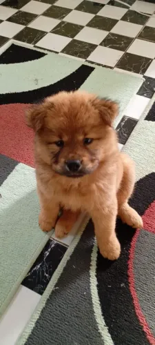 Chow Chow filhote
