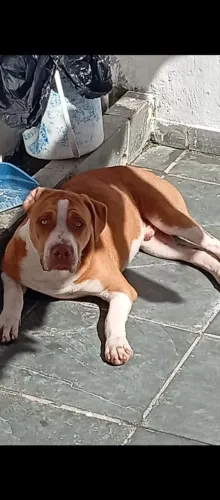 Pitbull 7 meses, vacinado e bem cuidado ?