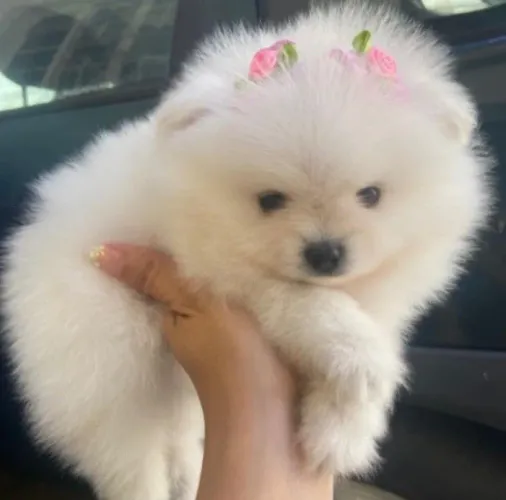 Lulu Fêmea - Spitz alemão anão 