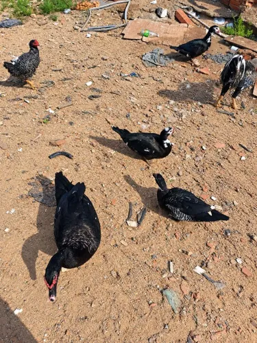 Vendo 4 patos 