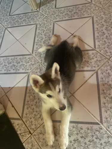 Cachorro husky