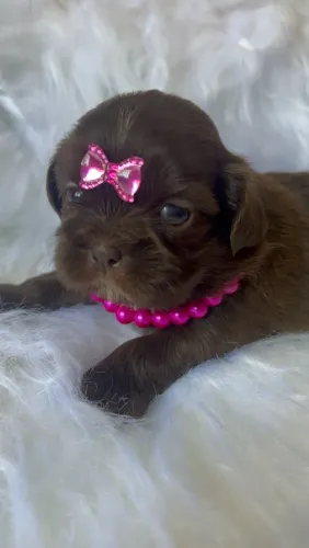 Shih Tzu Fêmeas e Machos