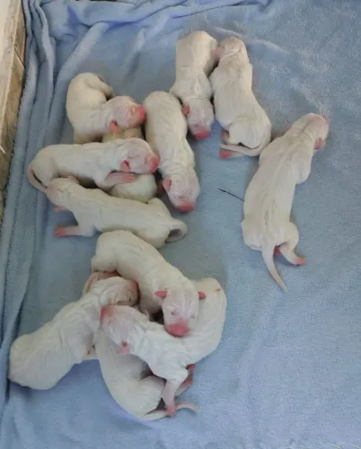 Dogo Argentino Ótima Linhagem.