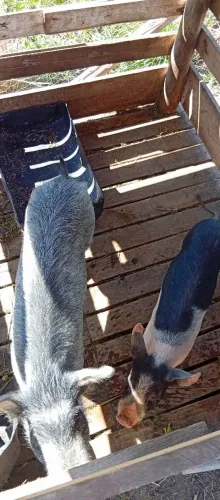 Leitoas