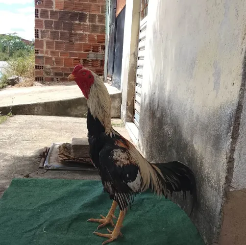 Galo 1 ano e 9 meses só pra l toritama
