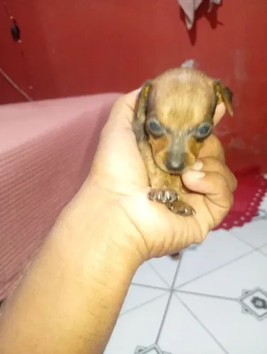 pinscher N 2