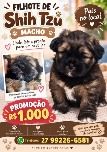 Vendo shitzu macho filhote.
