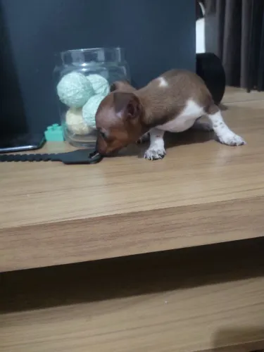 Pinscher Fêmea