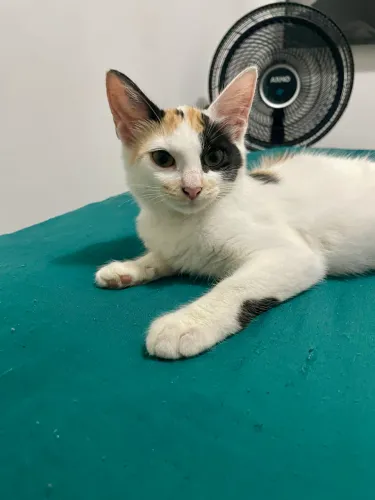 Gata para adoção responsável castrada
