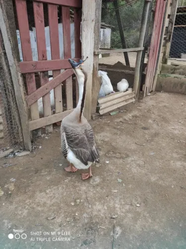 Ganso sinaleiro pardo macho