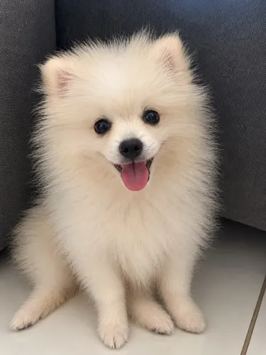 Lulu filhote