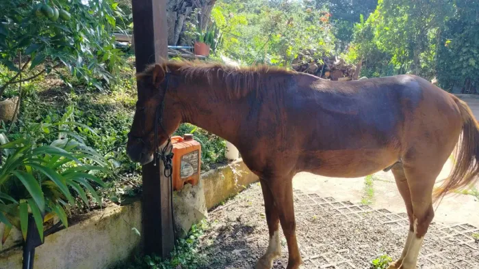 cavalo e potro