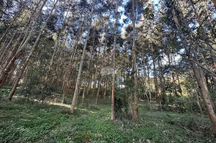 Vendas Área Coronel Vivida PR