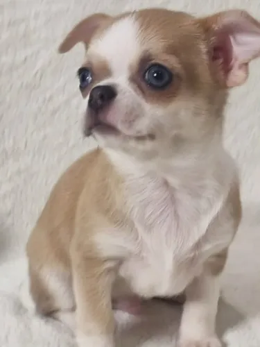 Chihuahua Companheiro Especial Para Novas Histórias