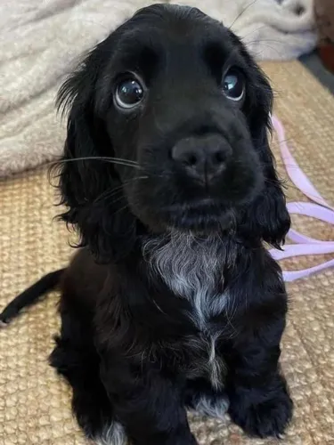 Filhote de Cocker spaniel o filhote que adora estar cercado de carinho