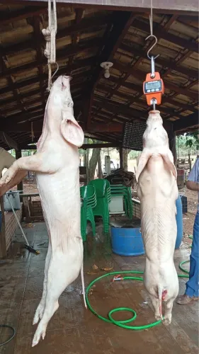 Leitoa caipira !!! ?