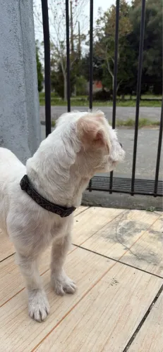 Adoção macho raça Lhasa Apso