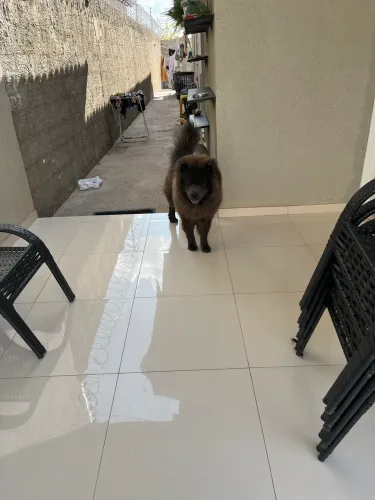 Procura-se namorada Chow-Chow