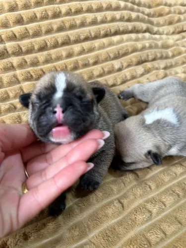 Bulldog fulvo macho 