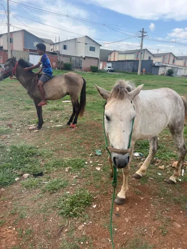 Vendo