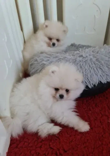 Filhote de Spitz Alemão O Floquinho Que Vai Encantar Seu Lar