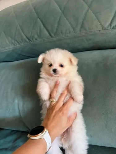 Spitz alemão