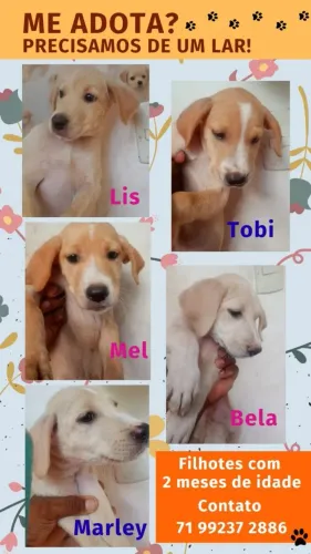 Ei mim adota 
