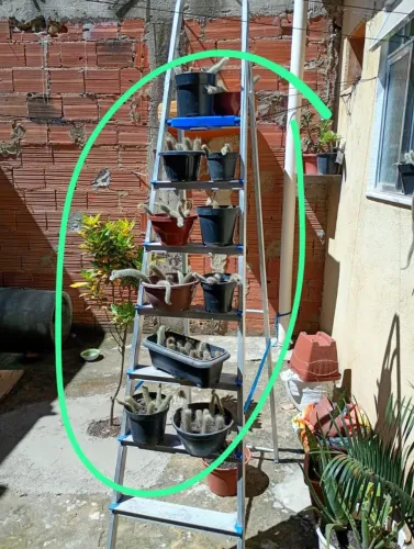 Vendo Muda de rabo de macaco