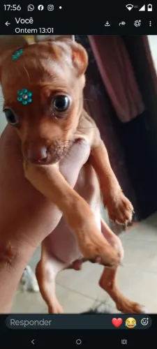 Vendo uma filhote da raça Pincher femea
