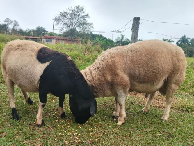 Vendo casal de carneiro da raça Dorper