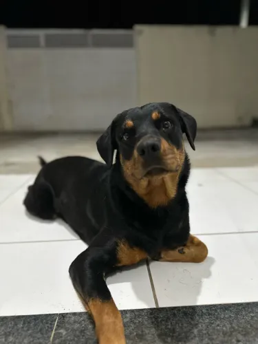 DOAÇÃO RESPONSÁVEL - ROTTWEILER FÊMEA
