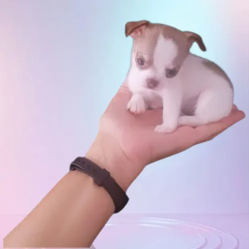 Filhote de chihuahua