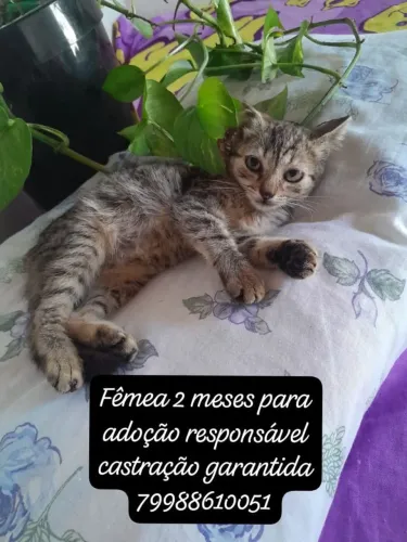 Gatos para adoção responsável
