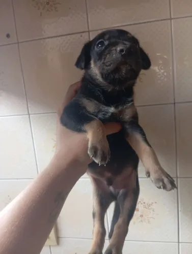 Cachorrinho macho para adoção 