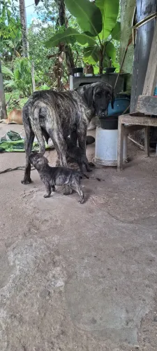 Vendo filhotes de Fila Brasileiro