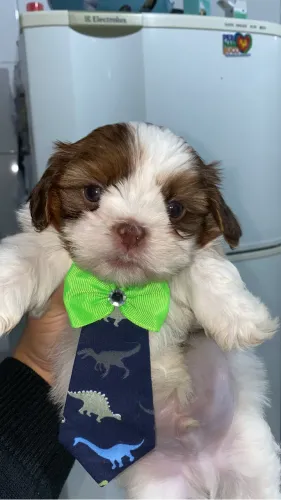 Cachorrinho
