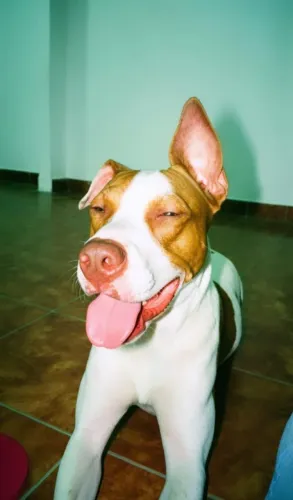Adoção Responsável