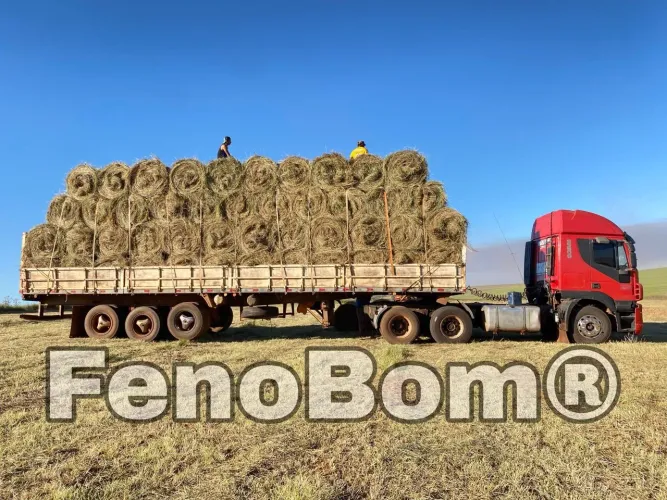FENO DICTYONEURA