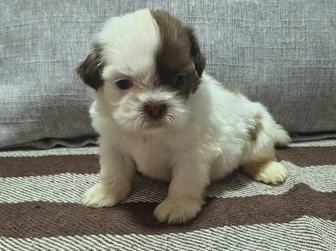 Venda rápida shih tzu