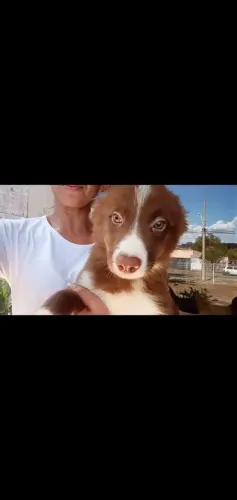 Border collie puro 