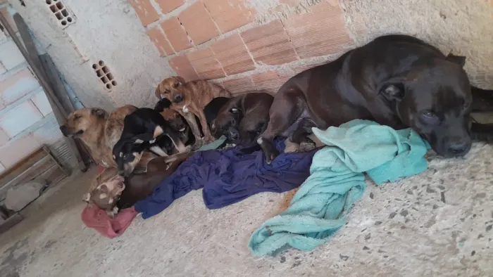 Animais 