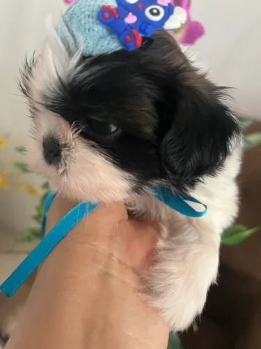 SHIH TZU MACHINHO PANDINHA