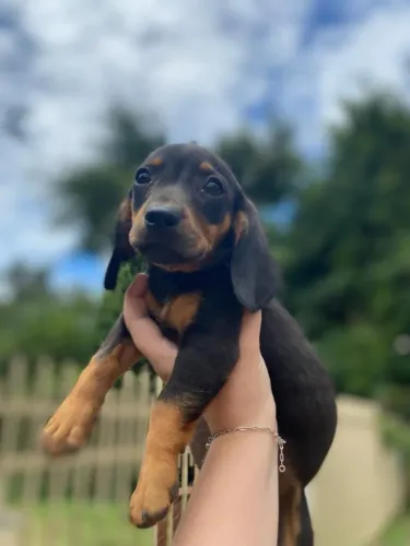 Basset teckel filhote tranquilo 