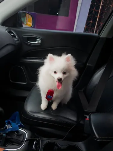 Spitz macho