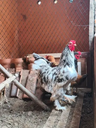Galo Brahma 