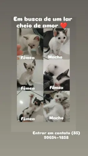 Pet